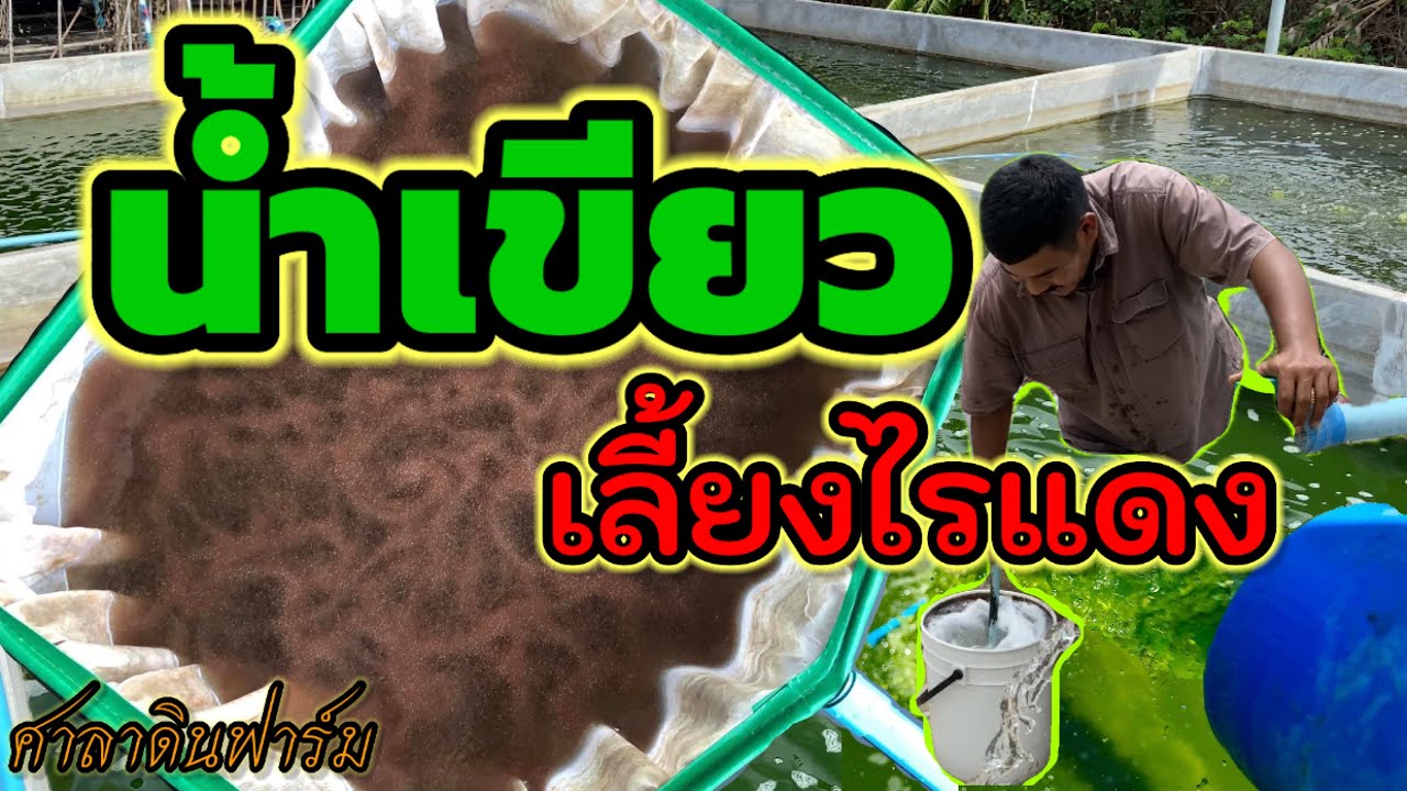 [ ทำน้ำเขียวเลี้ยงไรแดง ] @ แชมป์วัดช้าง  Saradin-Betta-Farm