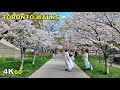 Toronto Cherry Blossoms & Annex Neighbourhood Walk (April 19, 2021)