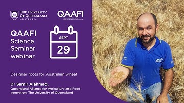 Designer roots for Australian wheat