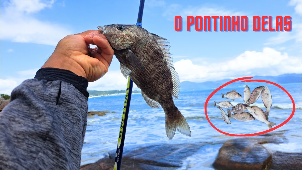 HOJE só deu elas,  CANAJURE é o PONTINHO DAS COCOROCAS - SURFCASTING
