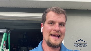 When to Look for Foraging Carpenter Ants and How to Control Them