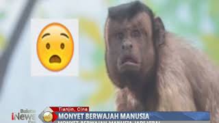 Geger Monyet Berwajah Mirip Manusia di Kebun Binatang China  BIP 29/03