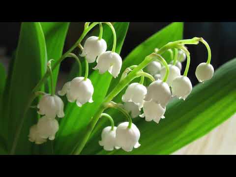 8. სულიკო - სიმღერა