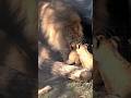 イクメンパパと幸せママ🦁🐱🕊️旭山動物園ライオン家族😺😼😽Daddy Lion’s Love.#shorts #lion #baby