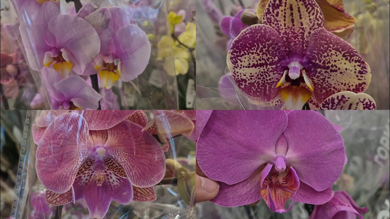 Предпраздничный привоз орхидей!Ашан и Оби г.Санкт-Петербург.#орхидеи  #обзорорхидей#цветущиеорхидеи 