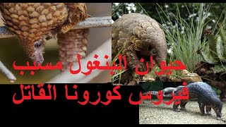 حيوان البنغول المسبب لفيروس كورونا القاتل (إعرف )