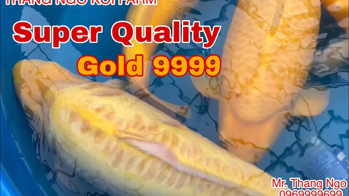 Super quality Karashigoi, Doitsu Karashigoi, Ginri...