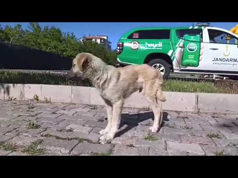 Jandarma personeli felçli