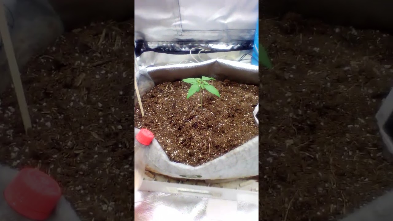 Week1 day7 🦍Z in 32x32x63 ipower grow tent 240w farmlite grow light 