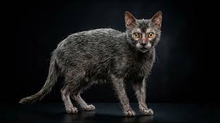 ​50 Cat Breeds Explained in 20 Minutes