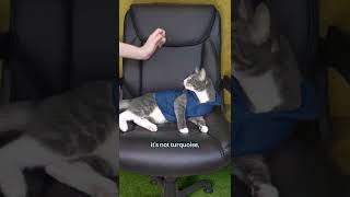 Famous Look at that cerulean boi. 🔵 Sound from the movie "Devil wears Prada" #cerulean #cat #colorchange Profile