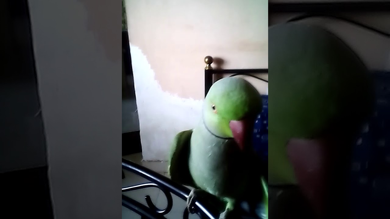 Parrot voice 