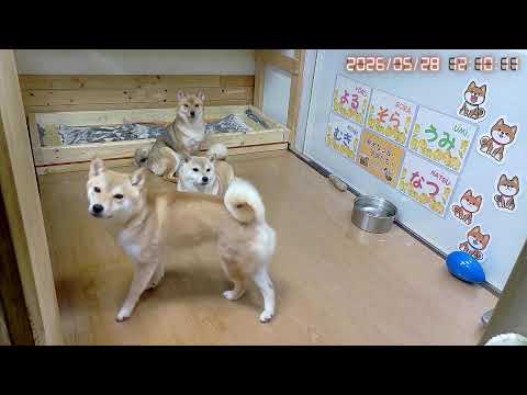 寝そべる時は脚放り出しスタイルが可愛い｜なつファミリーLIVE配信【1歳＋259日】