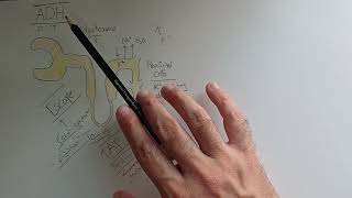 Role of Anti diuretic hormone ADH in renal water extraction | Renal physiology