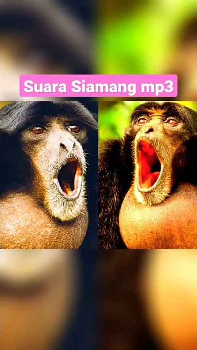 💓siamang mp3#cute#mp3ringtonedownload#gorilla#gidzilla #short