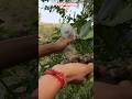 🍋 How to Grow Lemon Cutting Using a Plastic Bottle? 💯 Easy Method #shorts #LemonPlant #GardeningHack