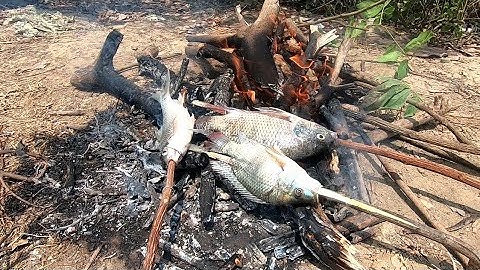 Thả lưới bắt cá Phi nướng nhậu bên bờ sông Tum huyện Tánh Linh - Bình Thuận