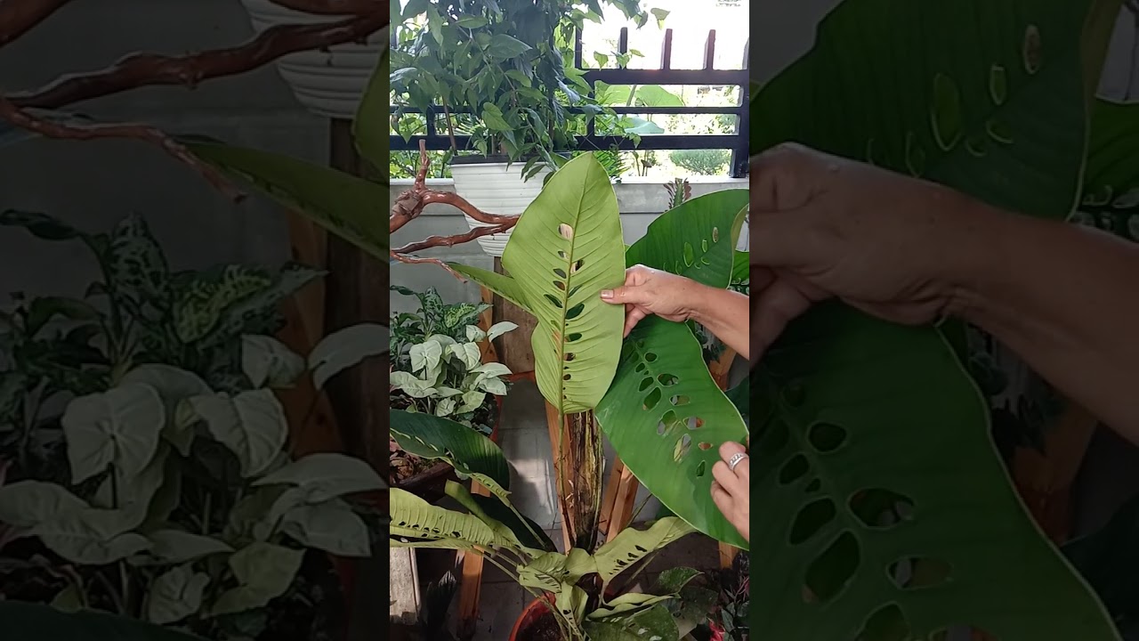 Jenis tanaman  yang lagi  viral  di dunia YouTube