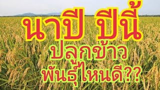 นาปี...ปีนี้ ปลูกข้าว..พันธุ์ไหนดี ? ที่นี่...มีคำตอบ 🌾🌾 สนใจพันธุ์ข้าว 0899428684 0925164252