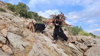 Ali's dangerous journey to the peaks to bring firewood;a difficult challenge in the rugged mountains