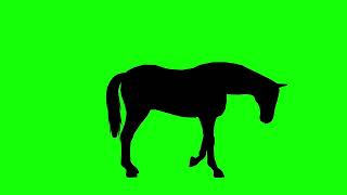 Horse grazing Looking Around Silhouette on Green Screen Background, Side View | 4K | FREE TO USE