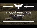 КВИЗ: УГАДАЙ ЖИВОТНОЕ ПО ЗВУКУ