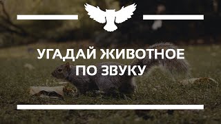 КВИЗ: УГАДАЙ ЖИВОТНОЕ ПО ЗВУКУ