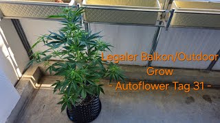 Legaler Balkon/Outdoor Cannabis Anbau/Grow - Autoflower/Automatic - Melonade Runtz - Tag 31 Woche 5