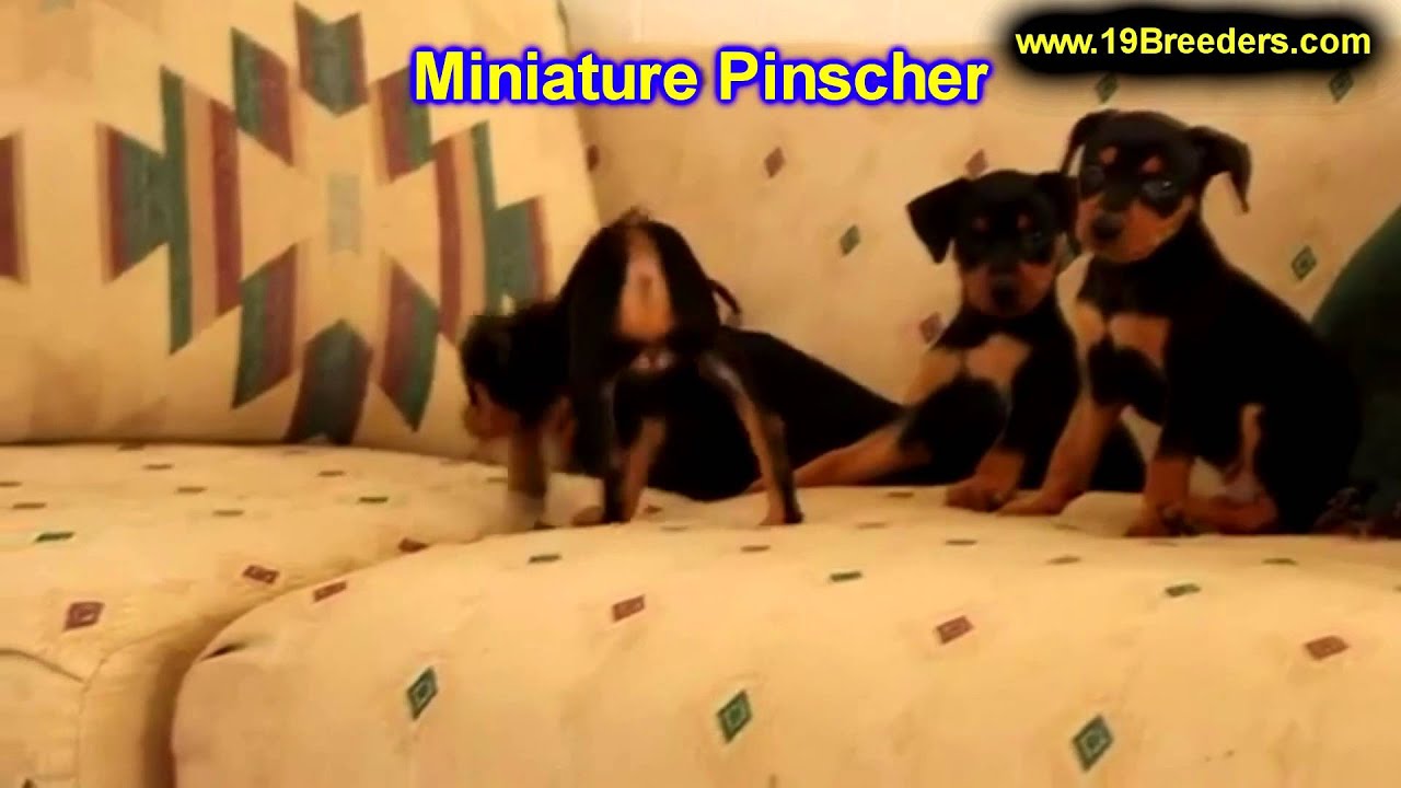 Miniature,Pinscher, Filhotes, para, venda, em, São Paulo, Brasil, Minas Gerais, Rio de Janeiro