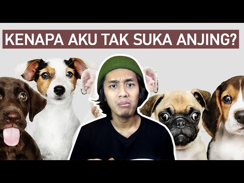 Video: 3 Sebab Teratas Anjing Seperti Kanak-kanak