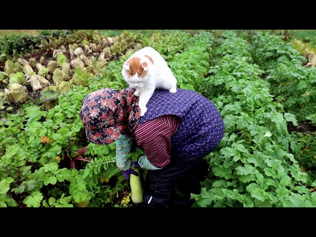 しろと干し大根づくり dried radishes with cats 191105