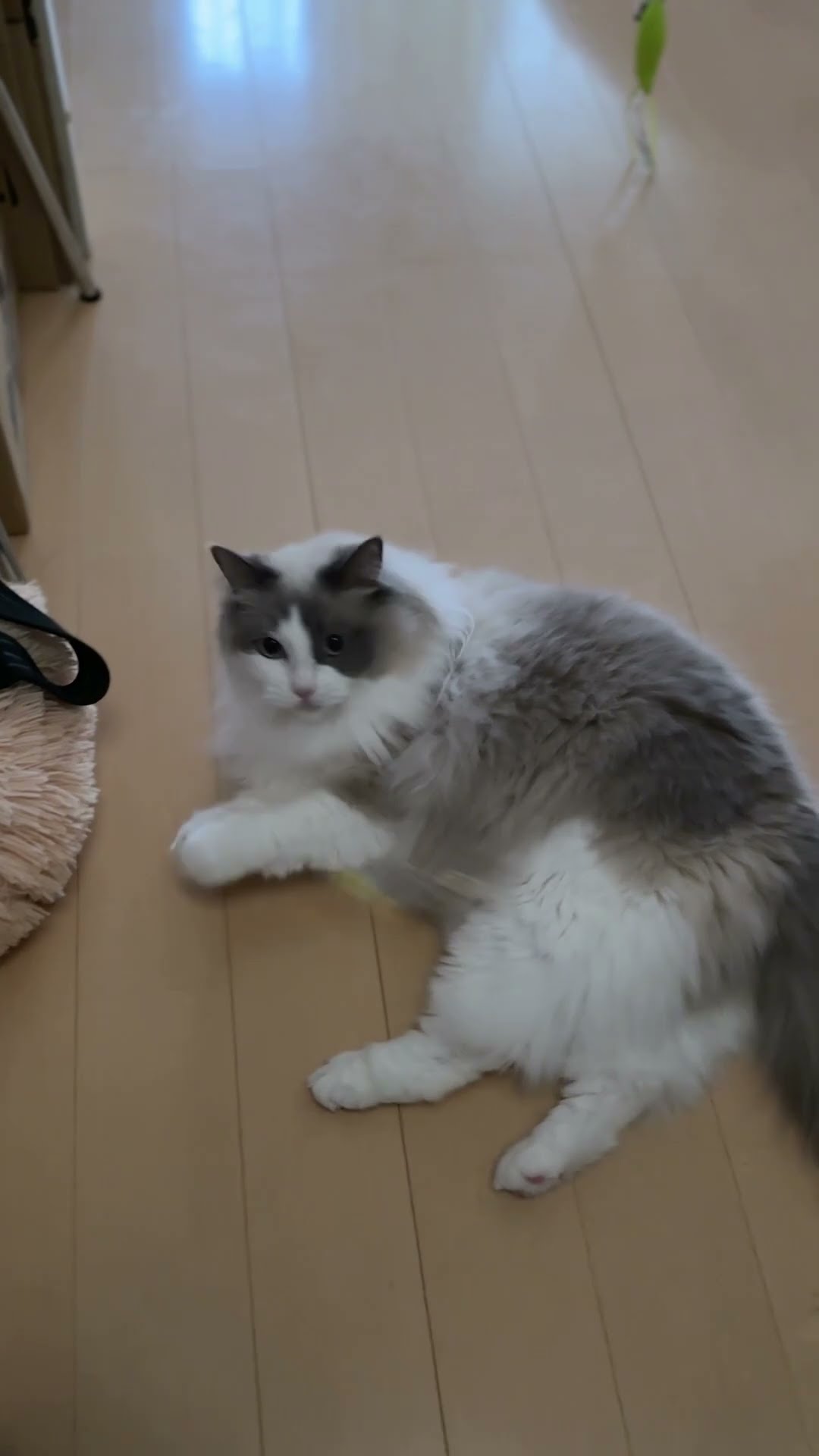 ねこ釣り276 #cat #猫 #shorts - YouTube
