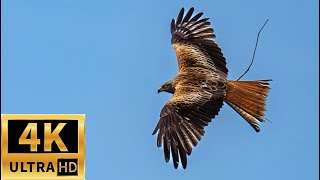 Relaxing Naturfilm  & Birds photography