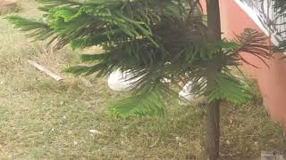 Sada Sada Raj H Gulo Sobb