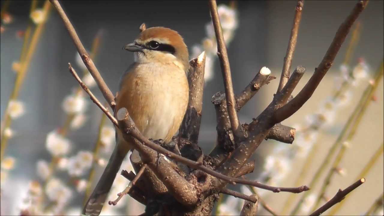 モズの鳴き声２ Youtube