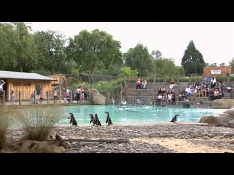 Video: Kopshtin Zoologjik ZSL Në Londër Ka Peshimin Vjetor Të Kafshëve