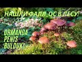 Нашли фалл_ос в лесу! | Ormanda Penis bulduk! | Found penis in the forest! #mushroom #forest