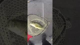 5-17-2026.. catching pre spawn bass in southeast Michigan! #fishing #bass #michigan #fish #outdoors
