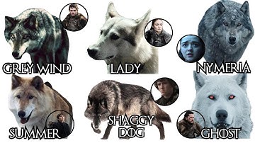Every DIREWOLF in Game of Thrones, explained