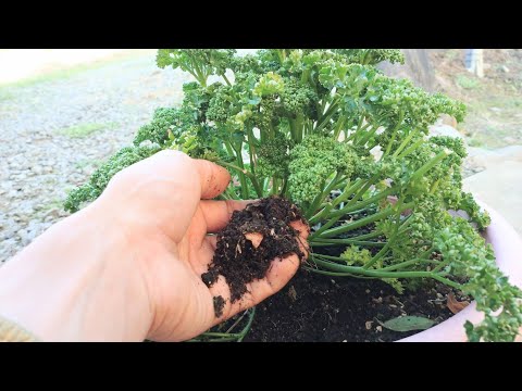 パセリの育て方 冬でも繰り返し収穫できます 21 12 22 Parsley Cultivation That Is Easy To Grow Even In Winter Youtube