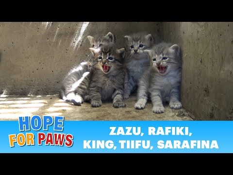 Video: Pet Scoop: Tři koťata zachránila z kanalizace, novorozence nalezené v popelnici