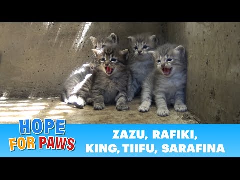 Video: Pet Scoop: Trīs kaķēni izglāba no drenāžas caurules, jaundzimušais Pup atrasts pašizgāzējā