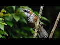 Tiếng chim Họa mi đất ngực luốc, Streak breasted Scimitar Babbler [Bird Sound]