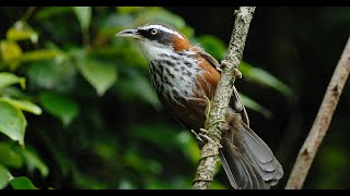 Tiếng chim Họa mi đất ngực luốc, Streak breasted Scimitar Babbler [Bird Sound]