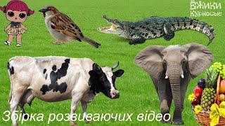 Збірник ☀️Розвиваючі мультики для дітей українською ☀️ Цікаві загадки для дітей на логіку☀️