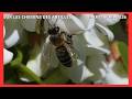 Sur les chemins des abeilles Mars Avril