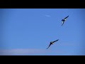 WILDASLIFE NATURE FILMS: Bearded Vulture vs Golden Eagle aerial ballet