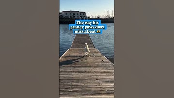 Until he gets a good smell.. 🤣Hope you’re prancin and dancin out there today!