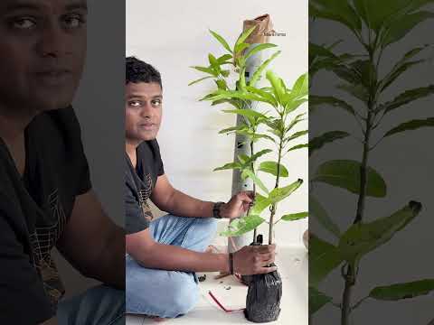 Nyra unboxing New Exotic Mango 🥭 plants from Amrakunja Nursery, West Bengal #naiwikfarms