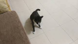 Playing with my cat untill she give up by Smoky & Animals 293 views 4 months ago 1 minute, 2 seconds